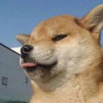 狗狗大王丶的头像可乐游戏吧 - 让游戏更简单-  更快乐- 免费- 公益- 手游 -后台- GM可乐游戏吧